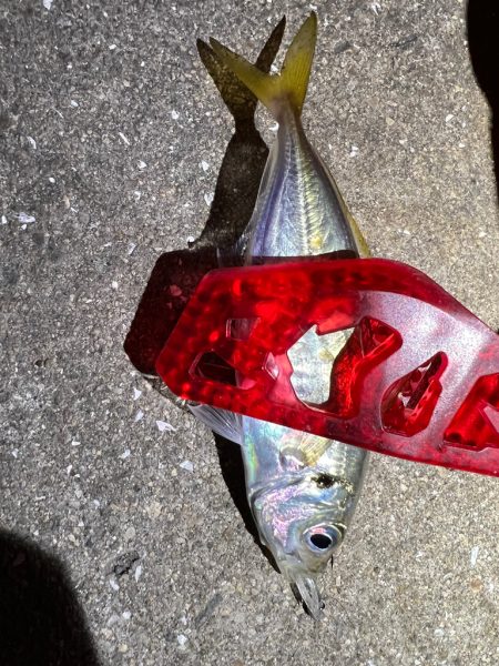 鯵を探して三千里Vel.15