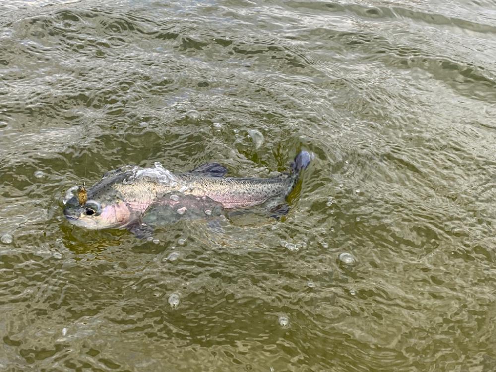 本年のあがり鱒