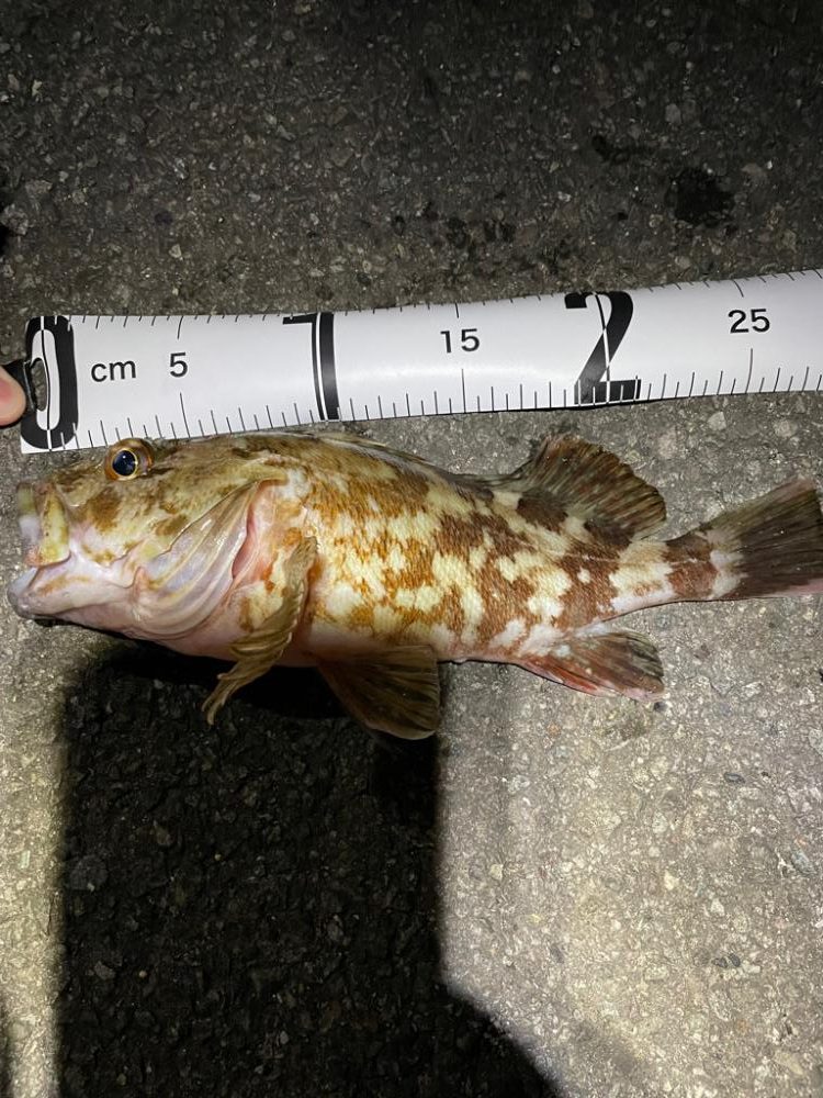 ライトゲームでアナゴ