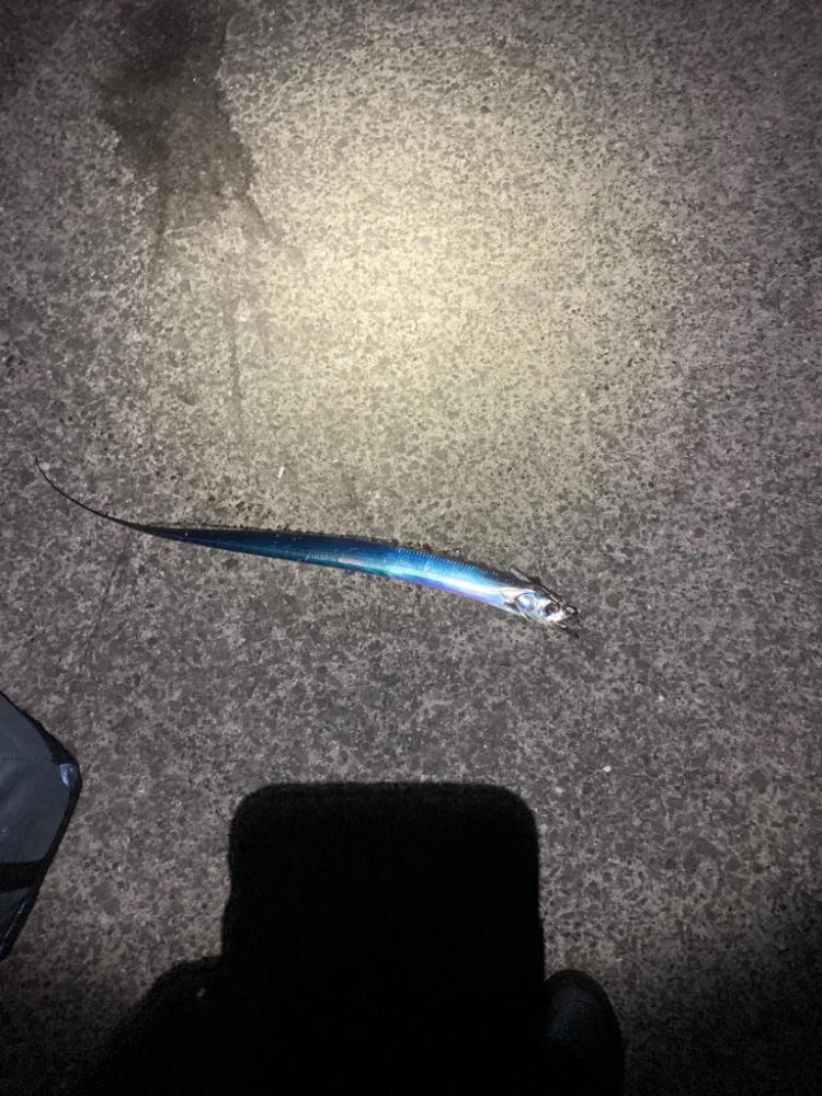 久しぶりの太刀魚