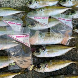 ポツポツアジング【若狭湾】