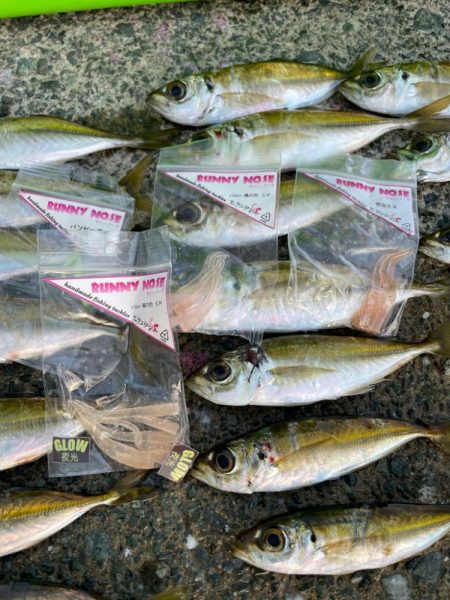 ポツポツアジング【若狭湾】