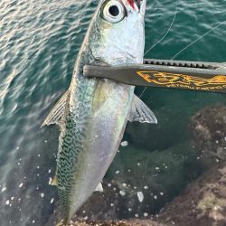 日が登ってからの時合い