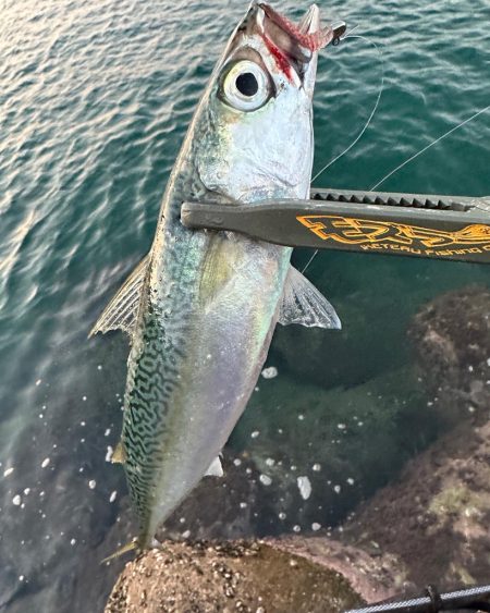 日が登ってからの時合い