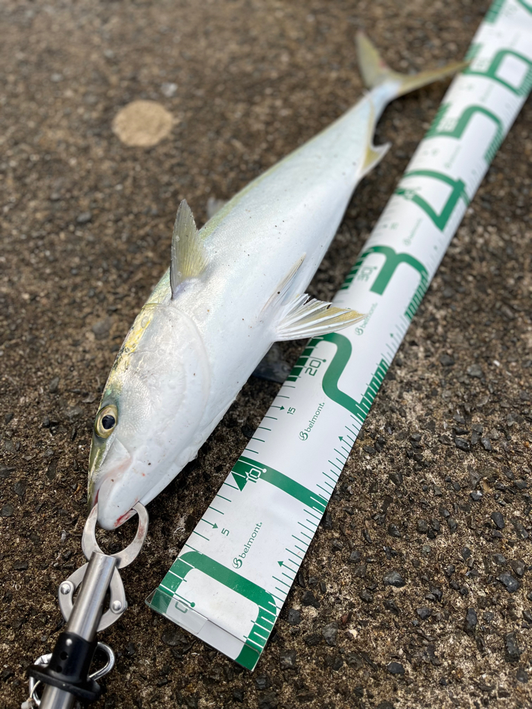 ロックフィッシュ&ショアジギング