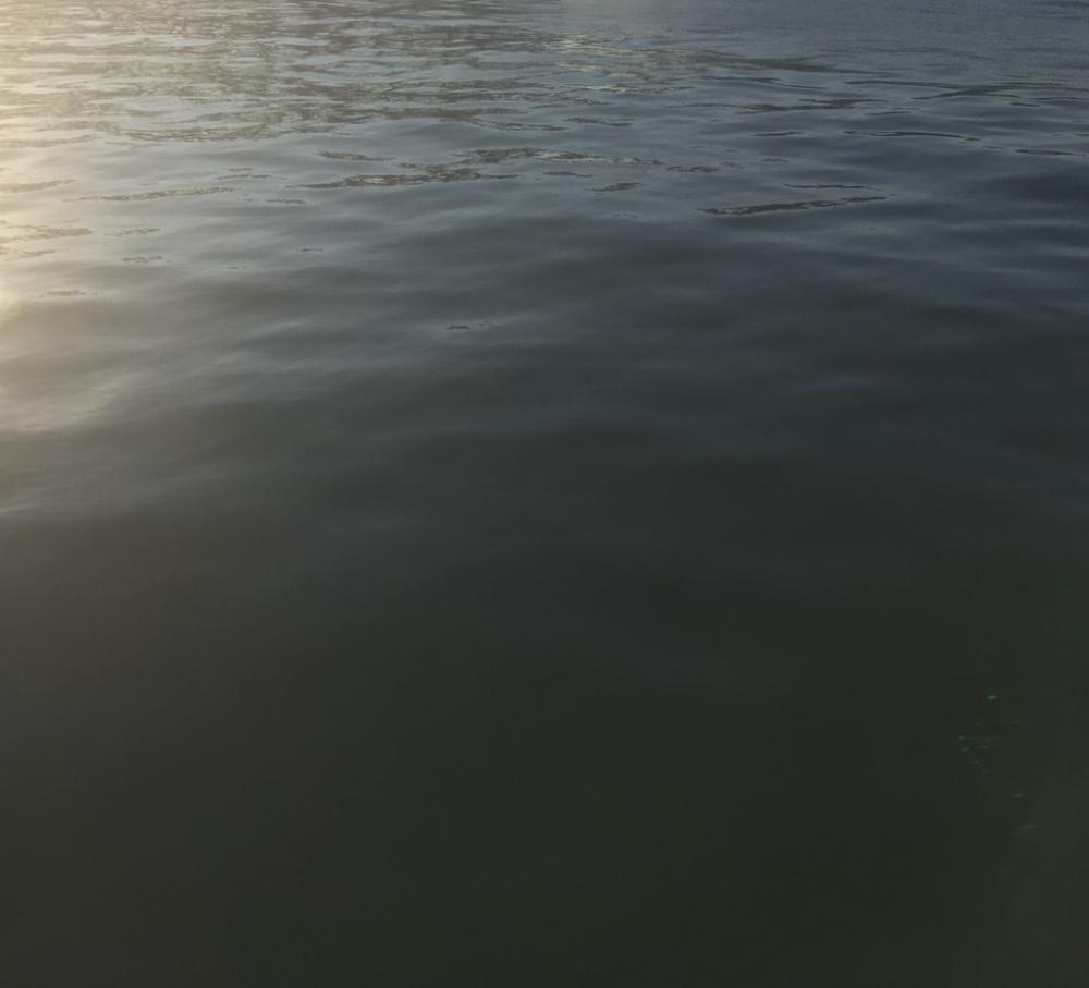 ノマセでキビレとメジロ