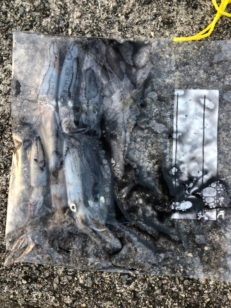 【姫路〜淡路島】大物小物両狙いプラン