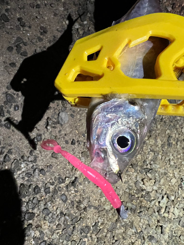 鯵を探して三千里Vel.11