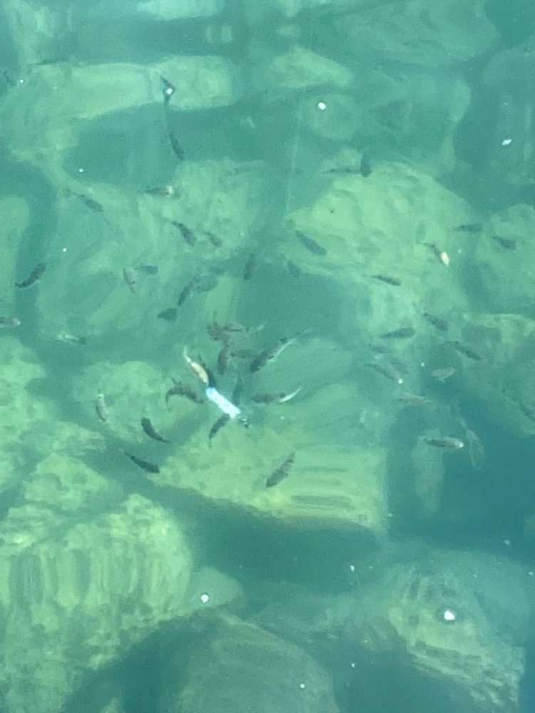 初シーバスキャッチ!