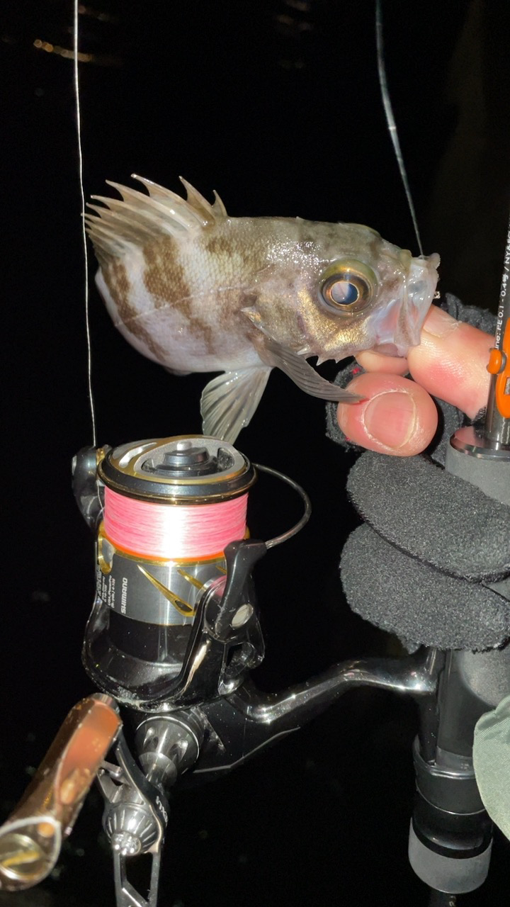 メバリング修行