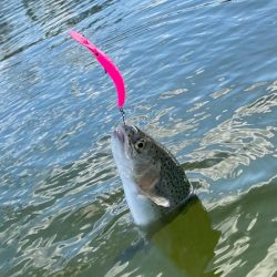 釣れ釣れ　亀岡　プール