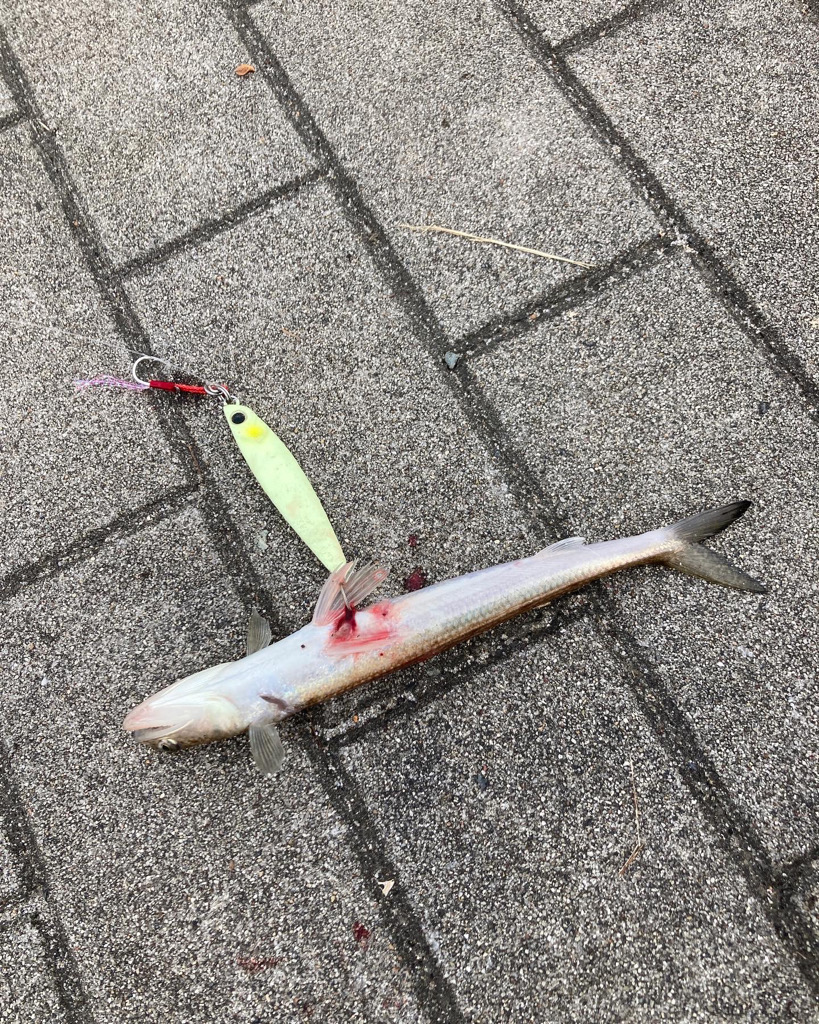 湾奥リベンジャーズ。青牙59cm。。