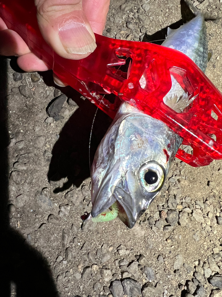 鯵を探して三千里Vel.14