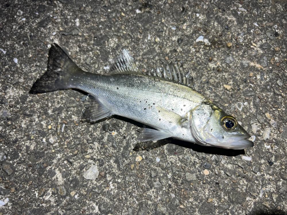 鯵を探して三千里Ver.7 加太港