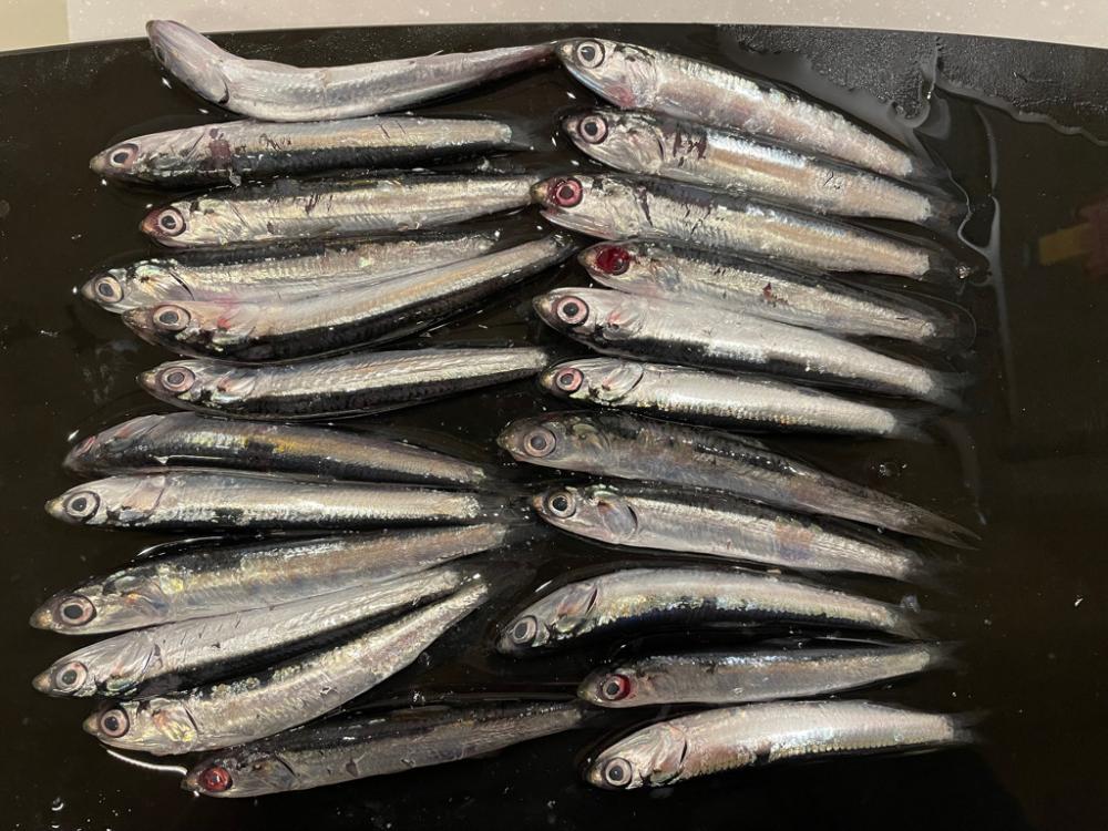 たまたま。初アイナメ