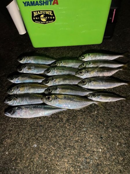 天候はアラレ、外海は荒れ、湾内はアジが荒喰…