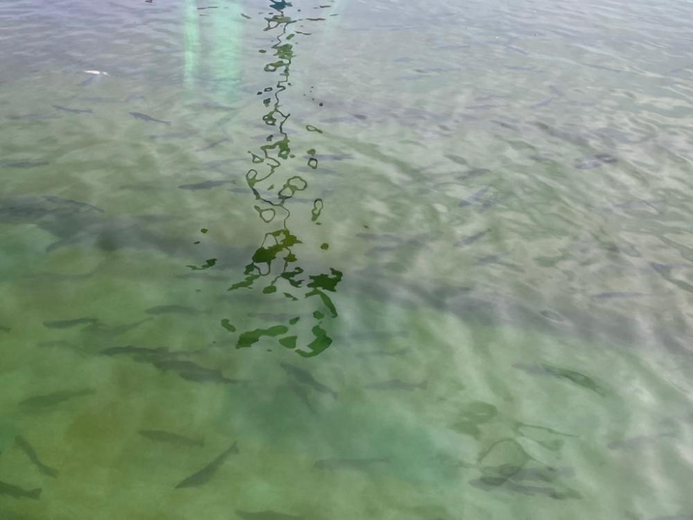 午後からかめプー　爆釣