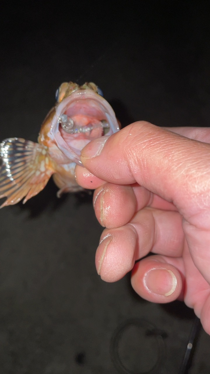 入れ食い短時間釣行