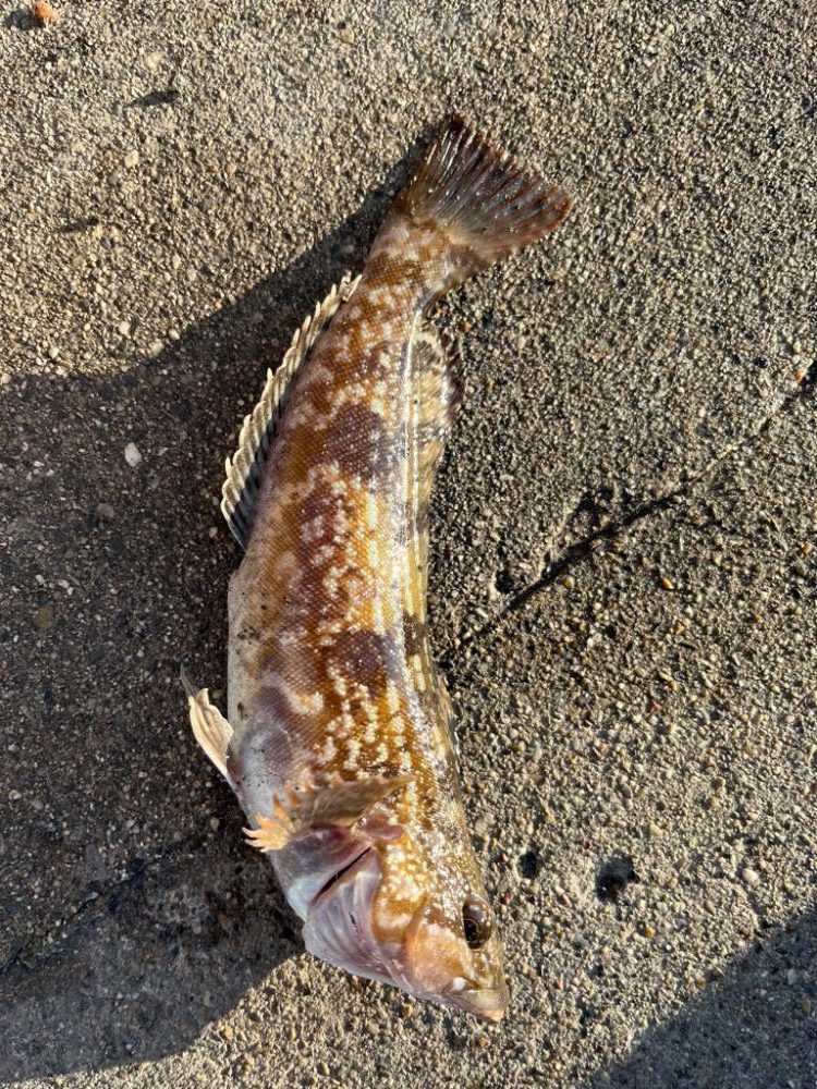 冬の朝の四日市ライトゲーム