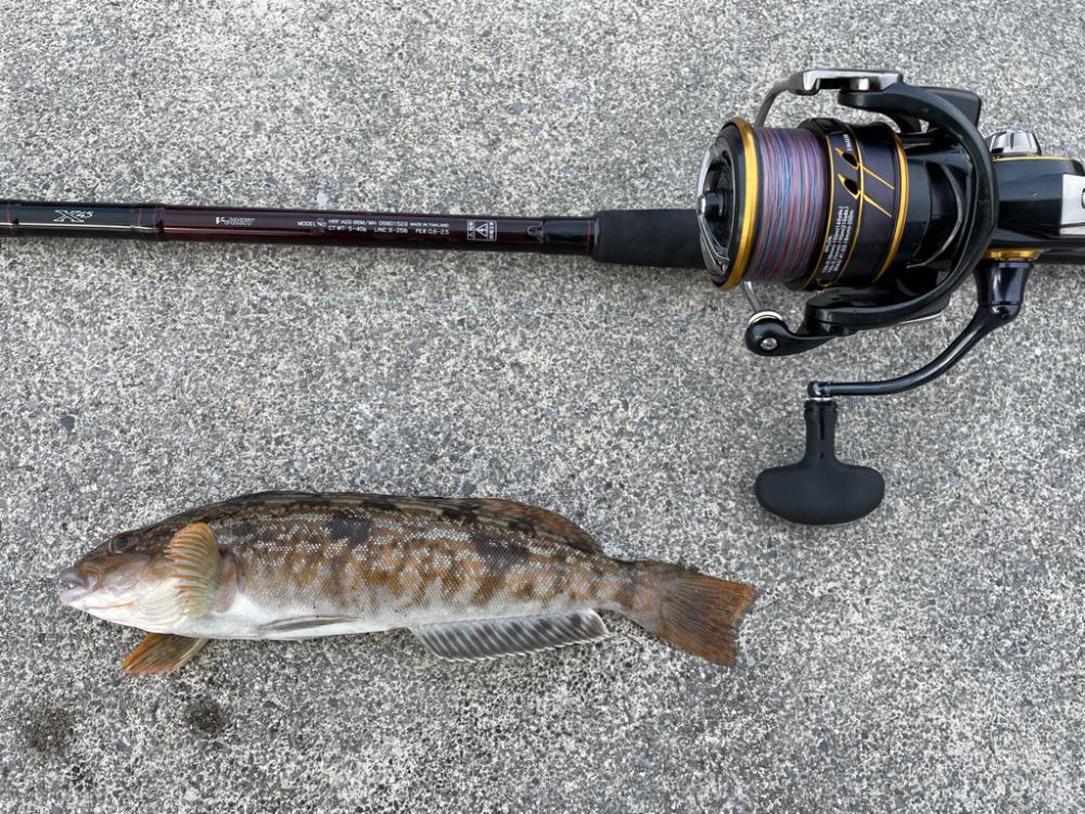 年末ロックフィッシュ！