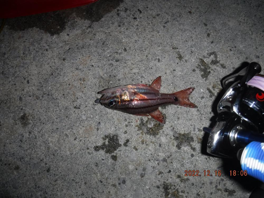 ジグヘッド五目