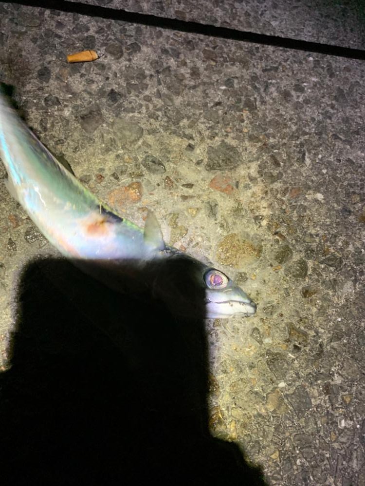 ラスト大サバ？