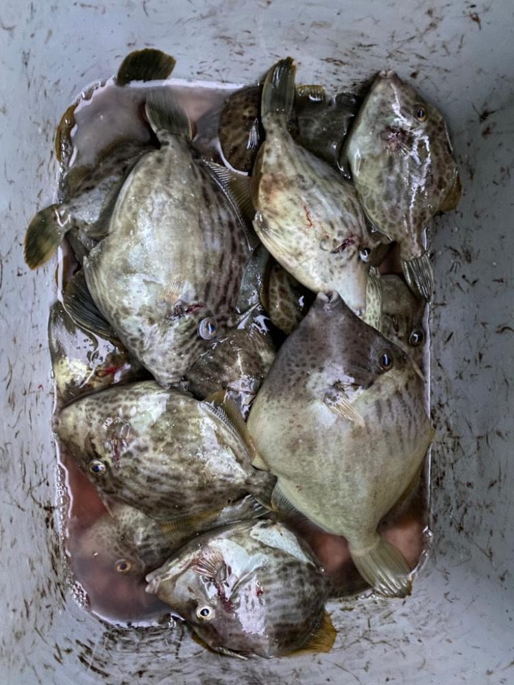 カワハギ難しい！