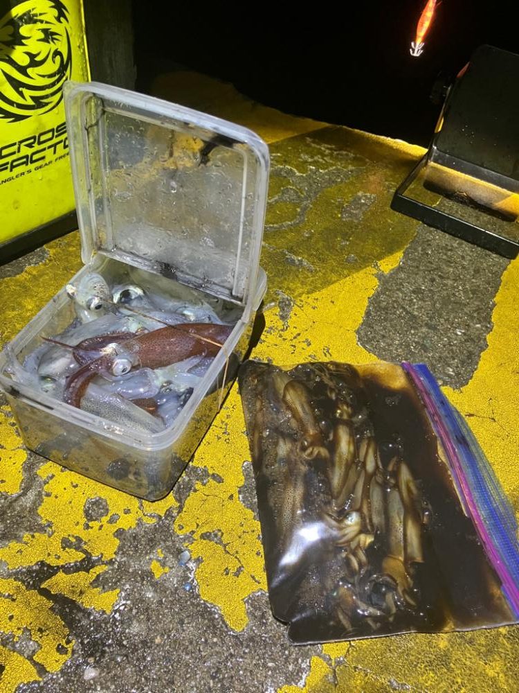 ヒイカは数釣りが面白い(^^)v