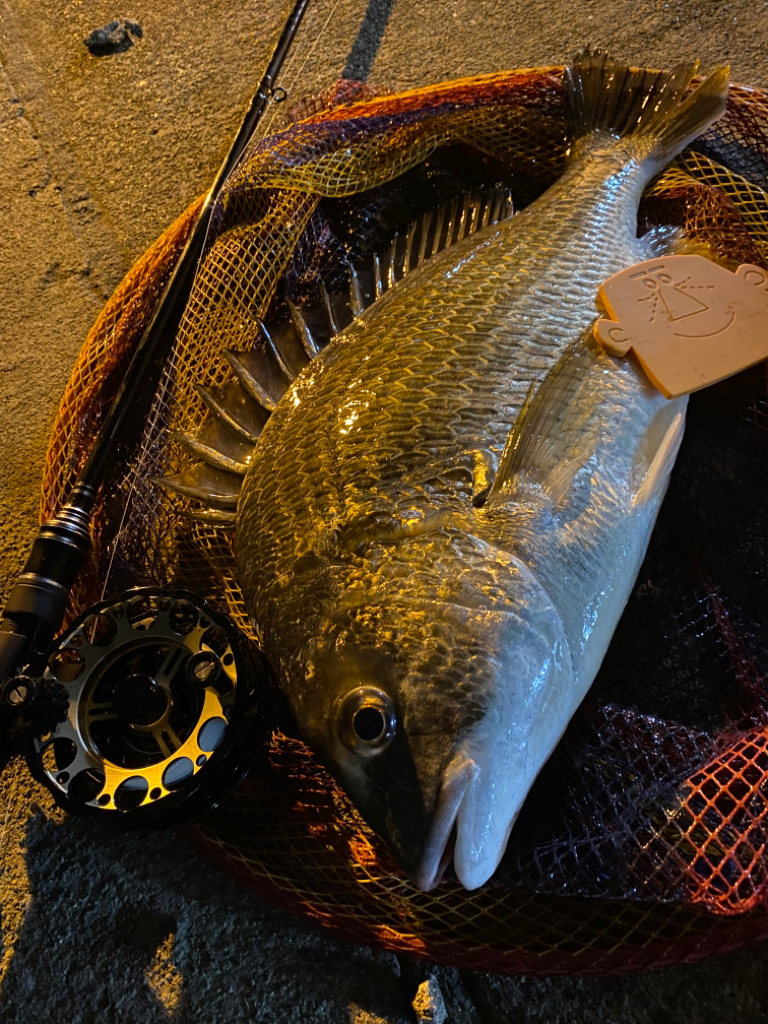 ヘチってきました