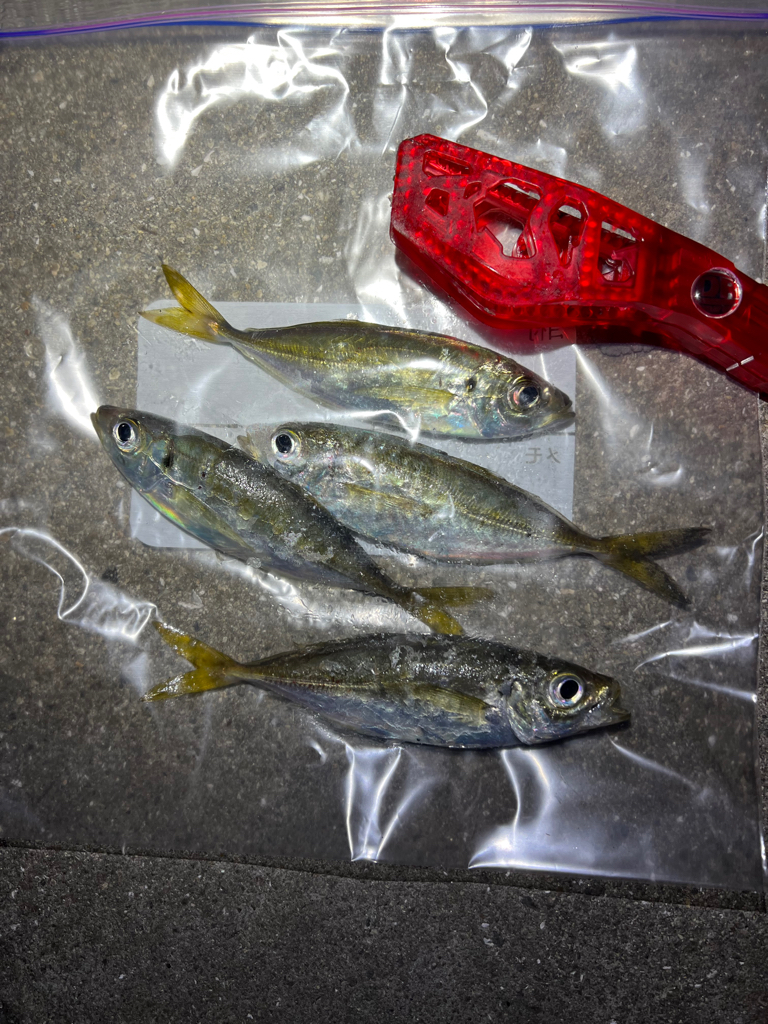 鯵を探して三千里Vel.16