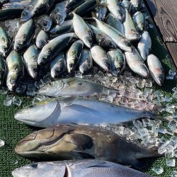 寒くても鯛は元気!