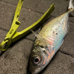 アジゲーサバゲー