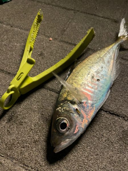 アジゲーサバゲー