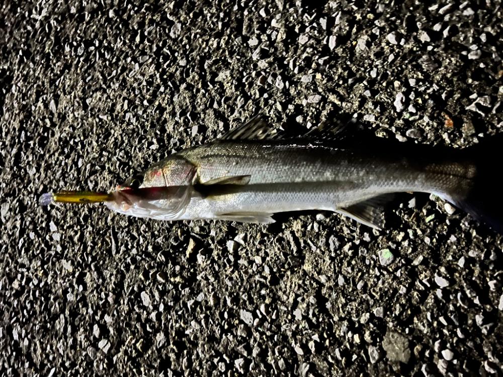 年末釣行ほぼランカー捕獲!