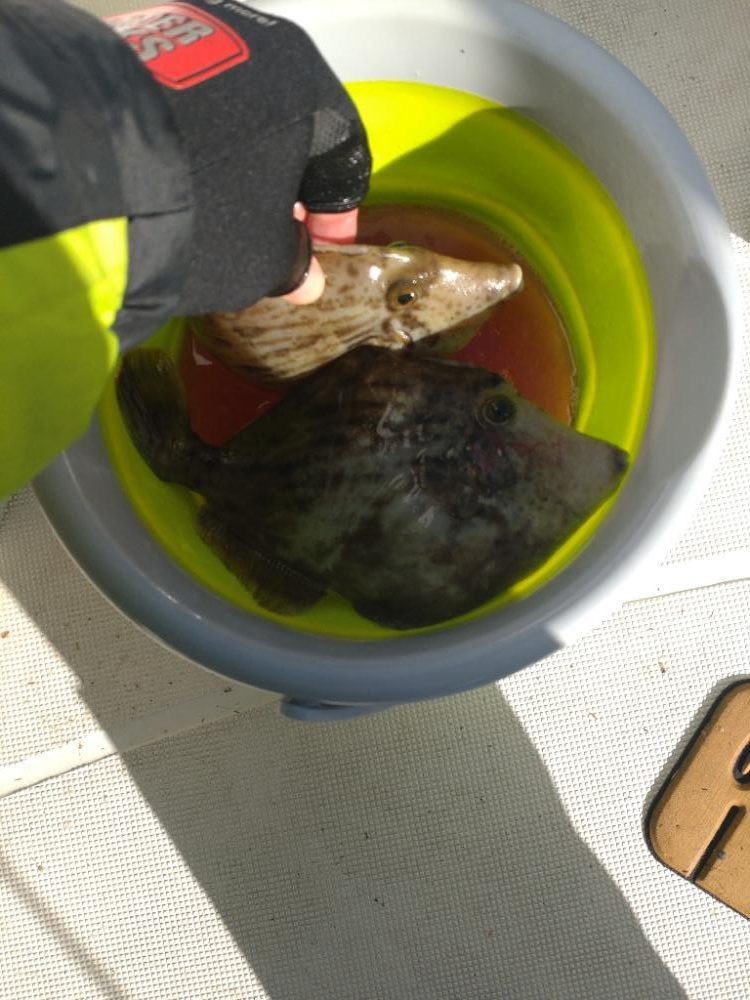 初のカワハギ釣り