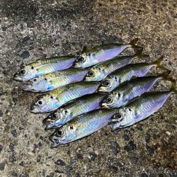 無限ではなかった豆ラッシュ