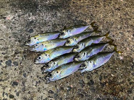 無限ではなかった豆ラッシュ