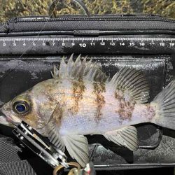 姫路でメバリング調査！渋いなりにワームの特定カラーで激反応！