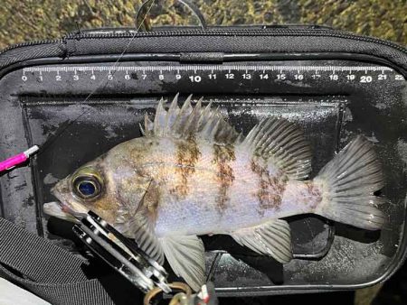 姫路でメバリング調査！渋いなりにワームの特…