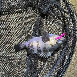 アジン入れ食い!からの沈黙!!