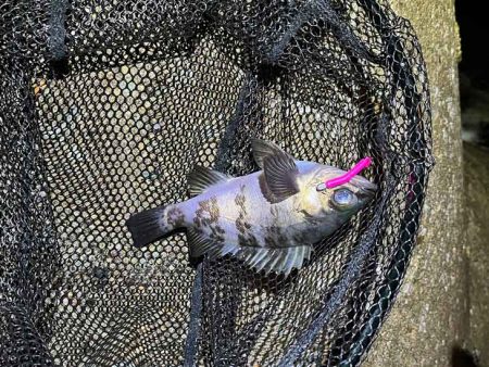 アジン入れ食い!からの沈黙!!