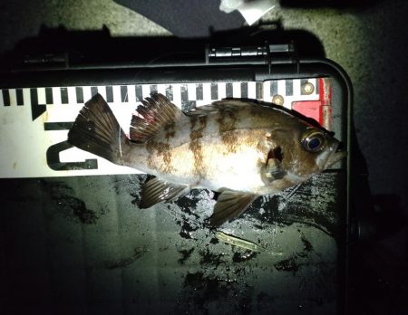 初めてのエリア