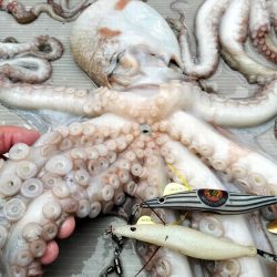 師走のタコ釣り！