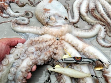 師走のタコ釣り！