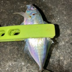 アジング、メバリング