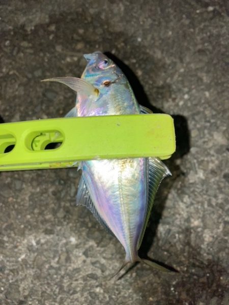 アジング、メバリング