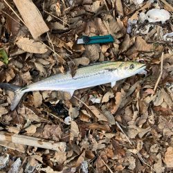 今年初のサゴシ