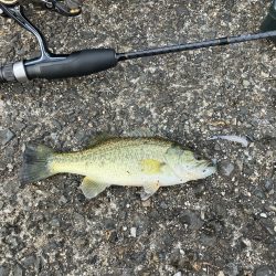 南湖調査→北湖で小バス