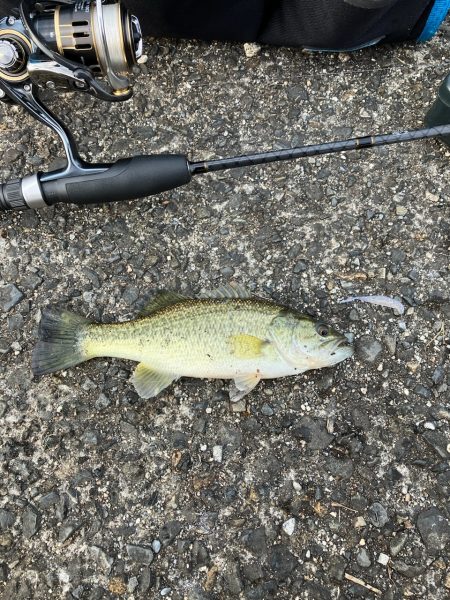 南湖調査→北湖で小バス