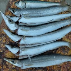 アカカマス好釣！